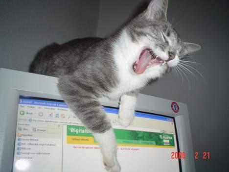 Huskat Ronja billede 2