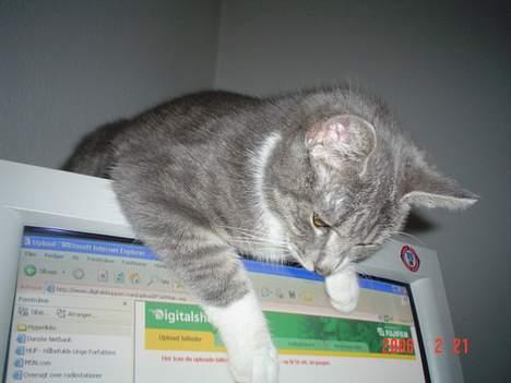 Huskat Ronja billede 3