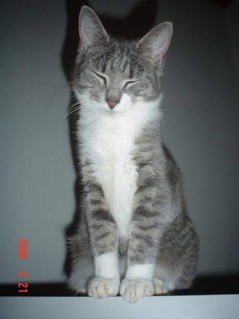 Huskat Ronja billede 4