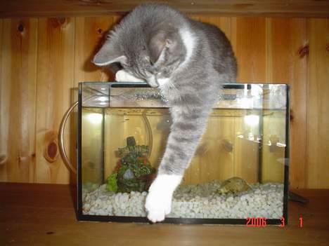 Huskat Ronja billede 5