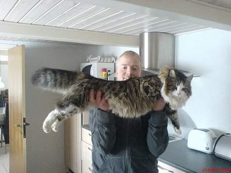 Norsk Skovkat Emil billede 10