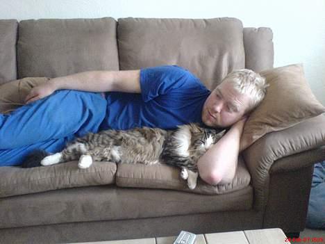 Norsk Skovkat Emil billede 11