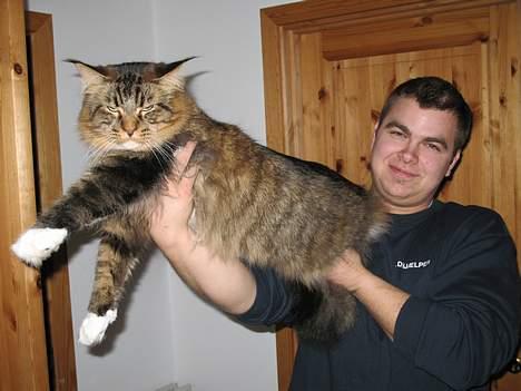 Maine Coon TB's Indian White Sox billede 20