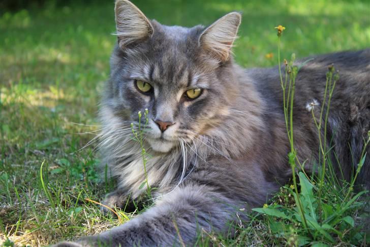 Maine Coon Bufas billede 1