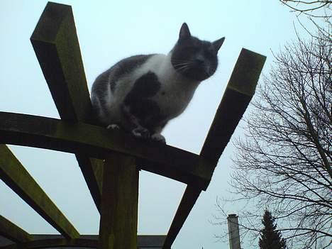 Blanding af racer mister billede 14