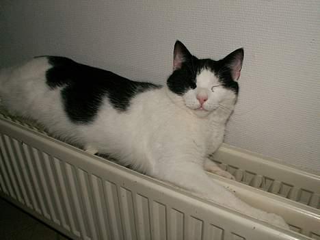 Huskat Basse RIP 2014 - et hit.. :) billede 16