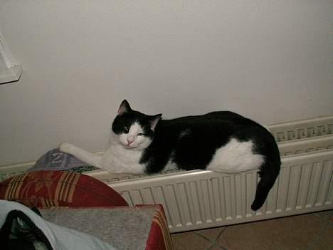 Huskat Basse RIP 2014 - den varme radiator er god :) billede 17