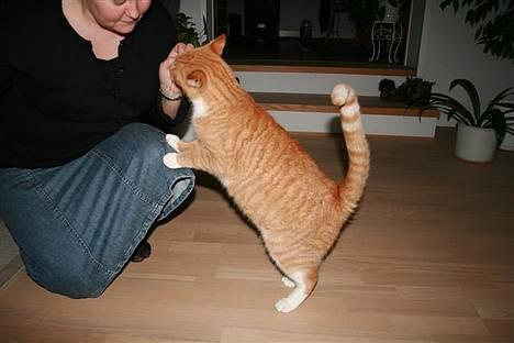 Huskat Garfield - Er jeg ikke dygtig ? billede 19