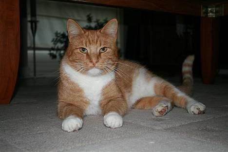 Huskat Garfield - Sej eller hvad? billede 20