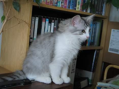 Norsk Skovkat Felix  billede 1