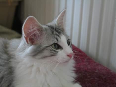 Norsk Skovkat Felix  billede 2