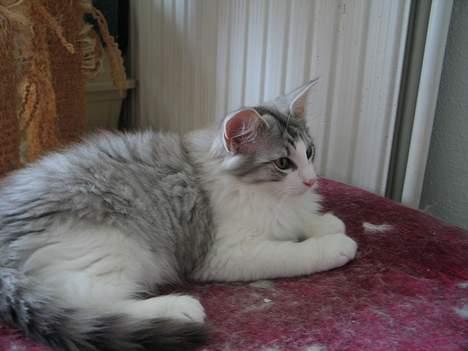 Norsk Skovkat Felix  billede 3
