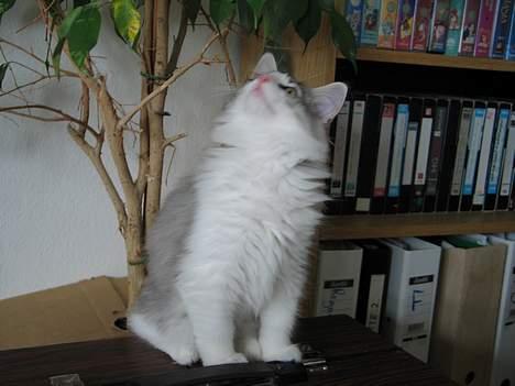 Norsk Skovkat Felix  billede 4