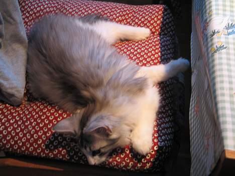 Norsk Skovkat Felix  billede 5