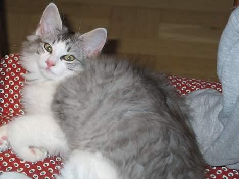 Norsk Skovkat Felix  billede 6