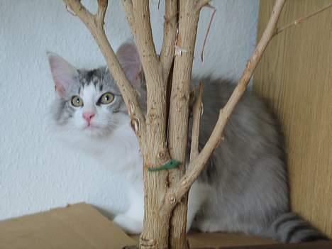 Norsk Skovkat Felix  billede 7