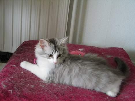 Norsk Skovkat Felix  billede 8