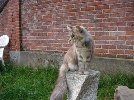 Maine Coon Løvehulen's Platina  billede 1