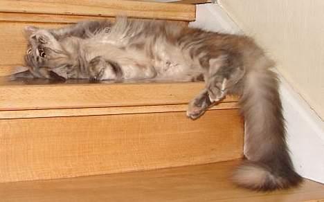 Maine Coon Løvehulen's Platina  billede 4