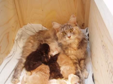 Maine Coon Løvehulen's Platina  billede 5