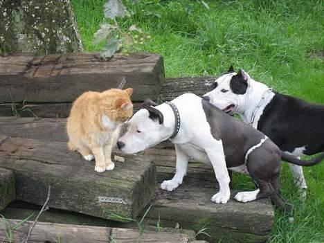 Blanding af racer Brian - Hvis i tror at jeg er bange for hund så tro om ! Hunde er bange for MIG billede 11