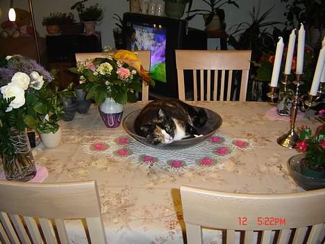 Huskat Patricia - uh man ligger godt og sover i bordskålen på spisebordet jeg må godt for mor billede 2