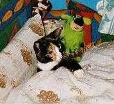 Huskat Patricia - godnat mor jeg vil sove nu tak for idag vi ses imorgen  billede 3