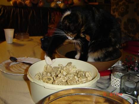 Huskat Patricia - uhm flæskesvær smager godt billede 4