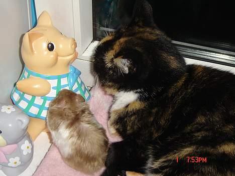 Huskat Patricia - hej lille cirkeline vi er gode venner jeg ku ikke gøre en guldhamster fortræd billede 5