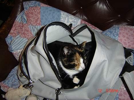 Huskat Patricia - kuk kuk jeg leger gemmeleg med mor og rikke og har gemt mig i rikkes skoletaske billede 6