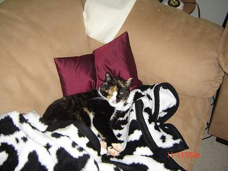 Huskat Patricia - oh jeg er træt ska lige sove  lidt efter maden billede 7