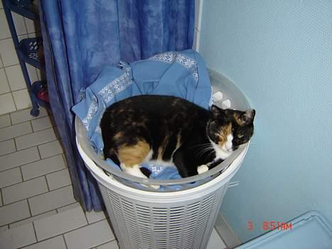 Huskat Patricia - tager i en lur i vaskekurven bare jeg ikke kommer med i vaskemaskinen billede 11