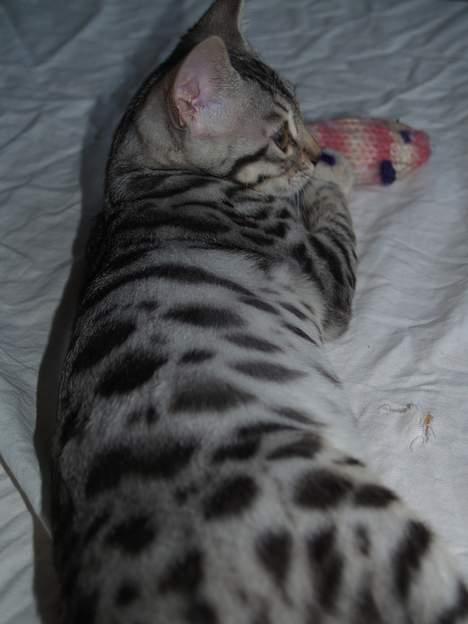 Bengal S*Leopardette´s Pandora billede 5