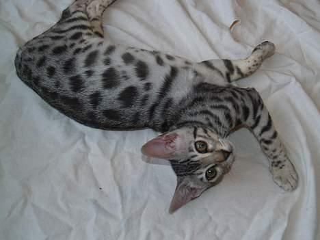 Bengal S*Leopardette´s Pandora billede 6