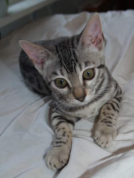 Bengal S*Leopardette´s Pandora billede 7