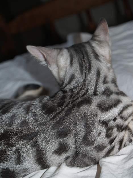 Bengal S*Leopardette´s Pandora billede 8