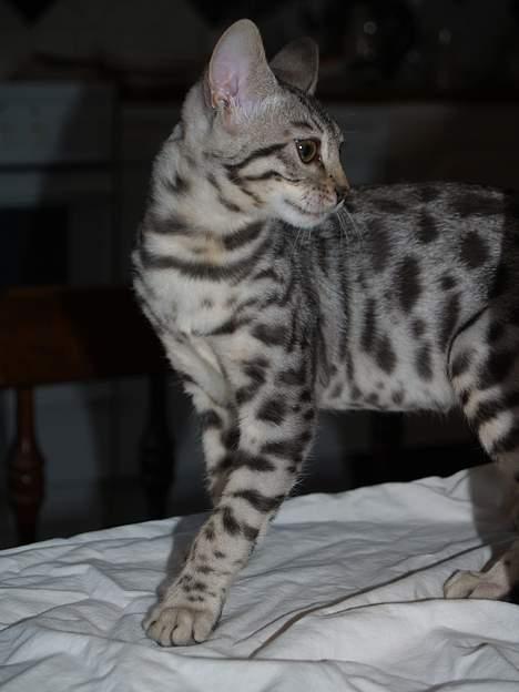 Bengal S*Leopardette´s Pandora billede 9