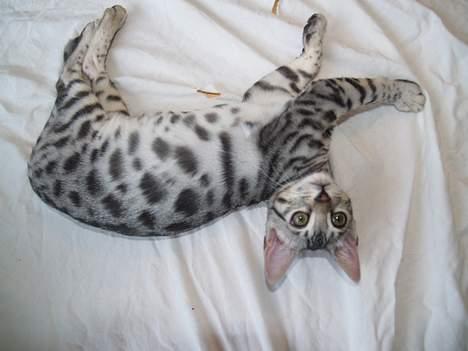 Bengal S*Leopardette´s Pandora billede 10