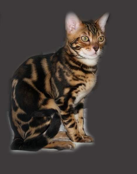 Bengal Leopardette´s Leo billede 7
