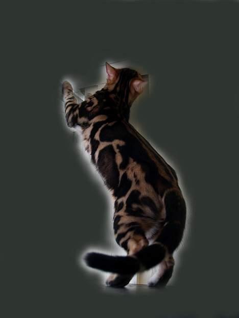 Bengal Leopardette´s Leo billede 8
