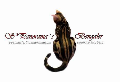 Bengal Leopardette´s Leo billede 9