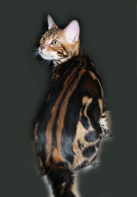 Bengal Leopardette´s Leo billede 10