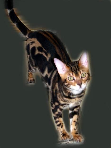 Bengal Leopardette´s Leo billede 11