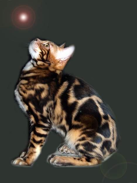 Bengal Leopardette´s Leo billede 12