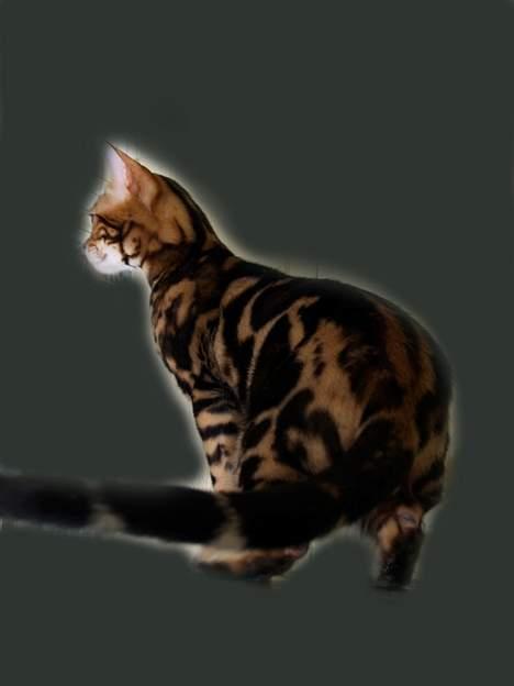 Bengal Leopardette´s Leo billede 13