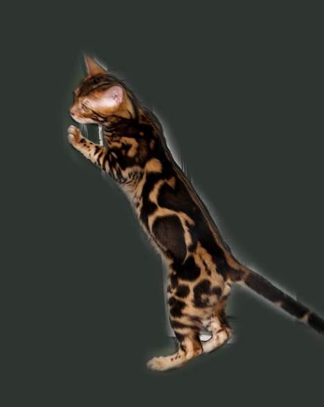 Bengal Leopardette´s Leo billede 14