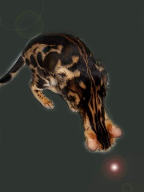 Bengal Leopardette´s Leo billede 15