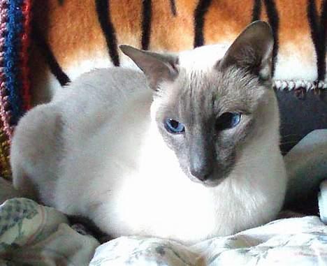 Siameser Arthur billede 19