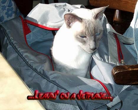 Siameser Arthur billede 20