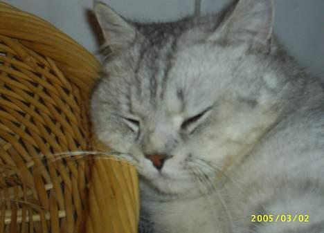 British Shorthair Silver billede 6